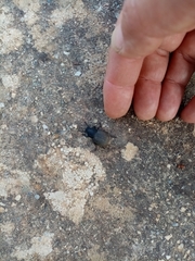 Phymatiotris quadricollis