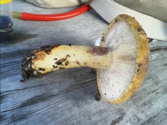 Lactarius repraesentaneus