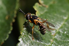 Conopini