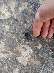 Phymatiotris quadricollis