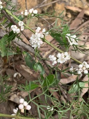 Cyanothamnus quadrangulus