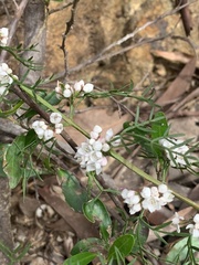 Cyanothamnus quadrangulus