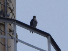 Falco peregrinus