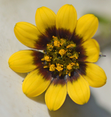 Osteospermum monstrosum