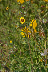 Osteospermum monstrosum