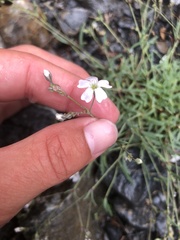 Gypsophila repens