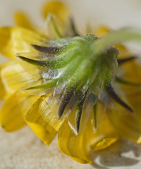Osteospermum monstrosum