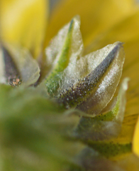 Osteospermum monstrosum