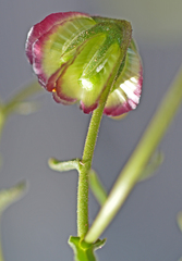 Osteospermum monstrosum