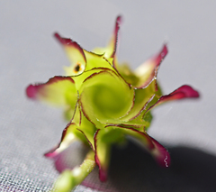 Osteospermum monstrosum