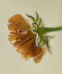 Osteospermum monstrosum