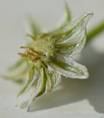 Osteospermum monstrosum