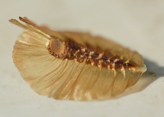 Osteospermum monstrosum