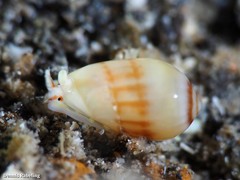 Gibberula secreta