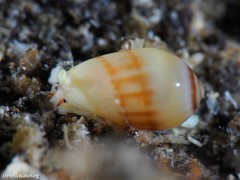 Gibberula secreta