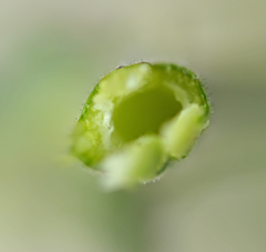 Osteospermum monstrosum