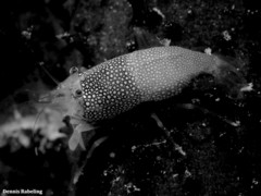 Gnathophyllum elegans