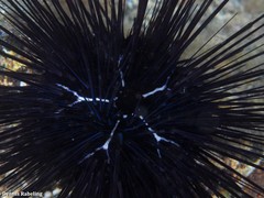 Diadema africanum