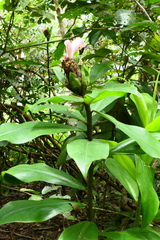 Costus acreanus