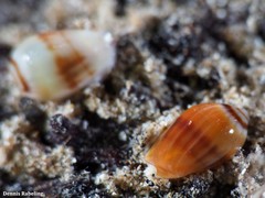 Gibberula secreta
