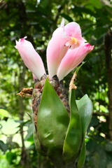 Costus acreanus