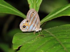 Chloreuptychia rectilinea