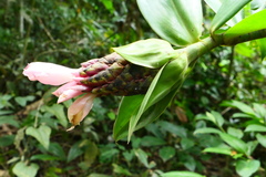Costus acreanus