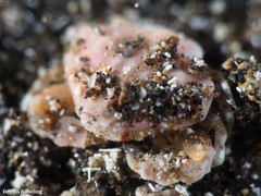 Ebalia edwardsii
