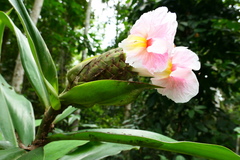 Costus acreanus