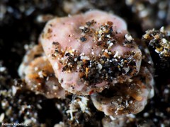 Ebalia edwardsii
