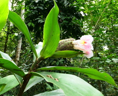 Costus acreanus