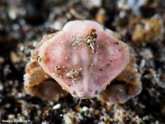 Ebalia edwardsii
