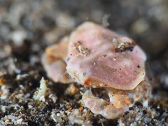 Ebalia edwardsii