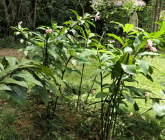 Costus acreanus