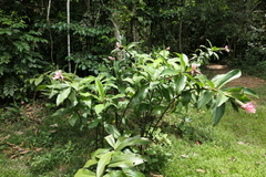 Costus acreanus