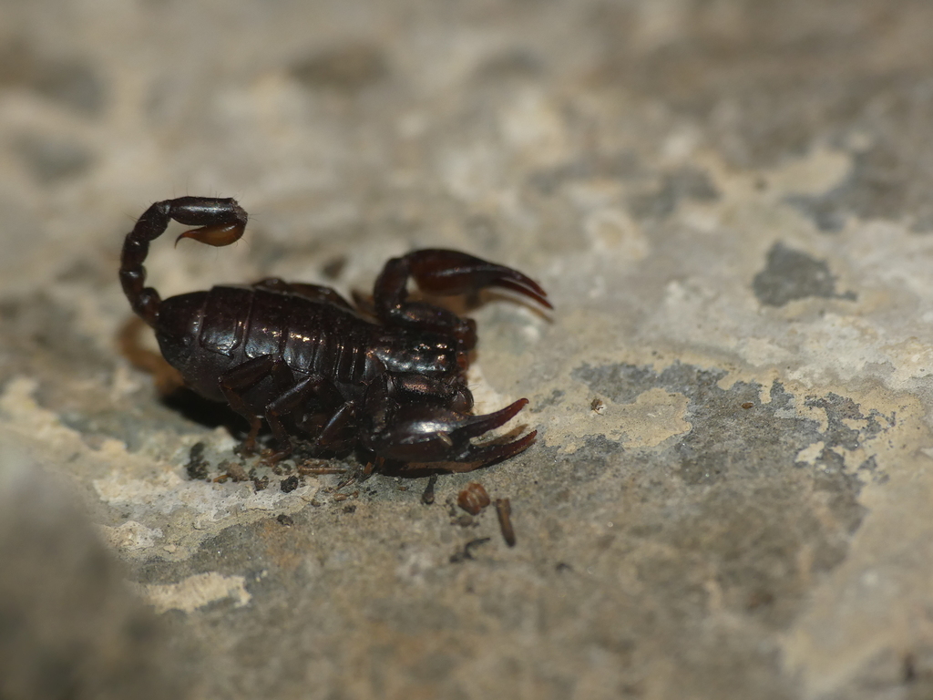 Alpiscorpius germanus