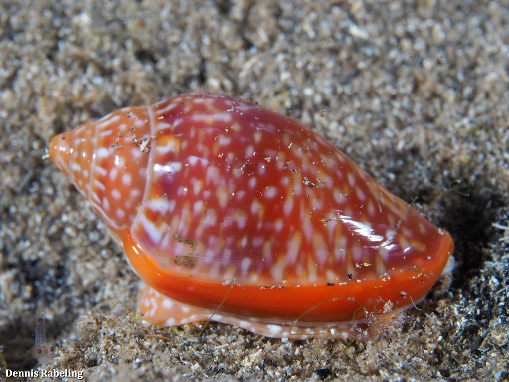 Marginella glabella