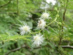 Mimosa bimucronata