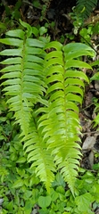 Polystichum lepidocaulon
