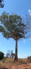 Sterculia quinqueloba