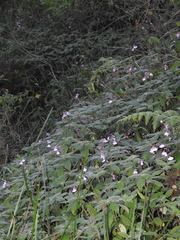 Impatiens maculata