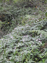 Impatiens maculata