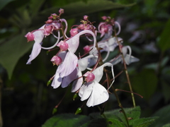 Impatiens maculata