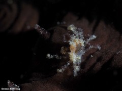 Maja brachydactyla