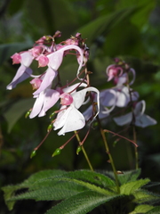 Impatiens maculata