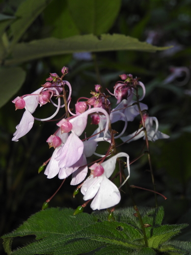 Image of Impatiens maculata by (c) Hopeland, some rights reserved (CC BY)