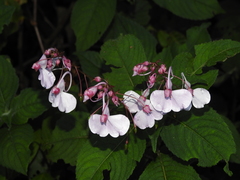 Impatiens maculata