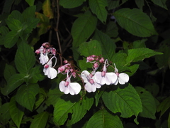 Impatiens maculata