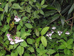 Impatiens maculata