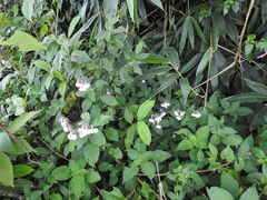 Impatiens maculata